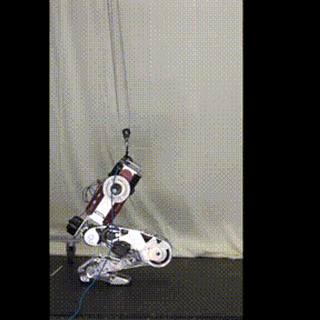 Staccatoe: A single-leg robot that mimics the human leg and toe